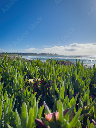 Obraz na płótnie Low angle view of ice plant at Seal Rock Beach, Del Monte Forest, California, USA against blue sky with clouds w salonie