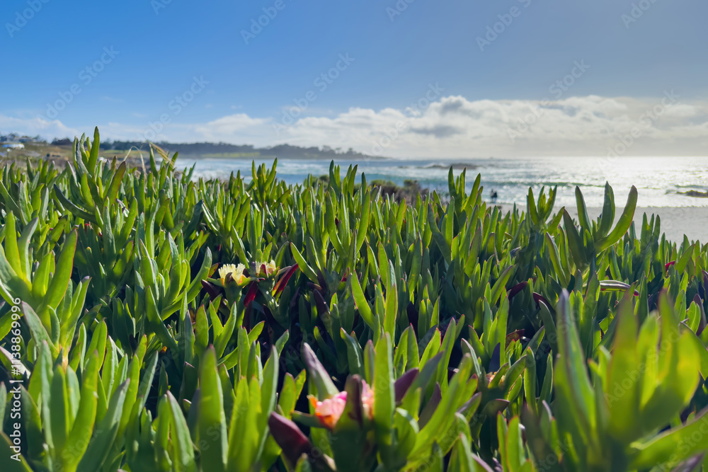 Low angle view of ice plant at Seal Rock Beach, Del Monte Forest, California, USA against blue sky with clouds