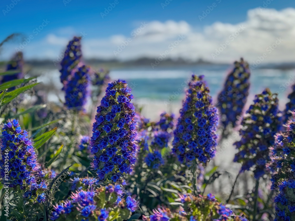Pride of Madeira shrub infront of blurred Seal Rock Beach at Pacific Ocean coast, Del Monte Forest, California, USA against blue sky with clouds