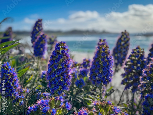 Obraz na płótnie Pride of Madeira shrub infront of blurred Seal Rock Beach at Pacific Ocean coast, Del Monte Forest, California, USA against blue sky with clouds w salonie