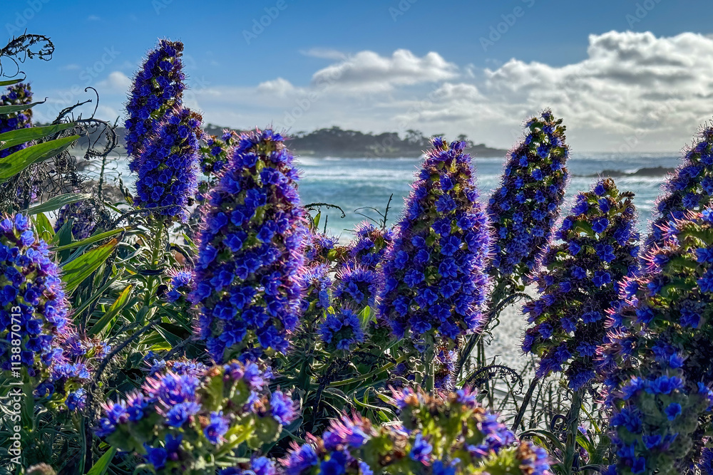 Pride of Madeira shrub infront of blurred Seal Rock Beach at Pacific Ocean coast, Del Monte Forest, California, USA against blue sky with clouds