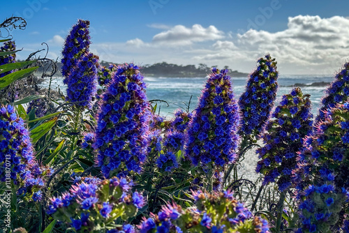 Obraz na płótnie Pride of Madeira shrub infront of blurred Seal Rock Beach at Pacific Ocean coast, Del Monte Forest, California, USA against blue sky with clouds w salonie