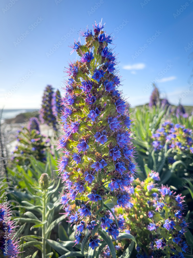 Pride of Madeira plant at Pacific Ocean Coast, Del Monte Forest, California, USA against blue sky with clouds