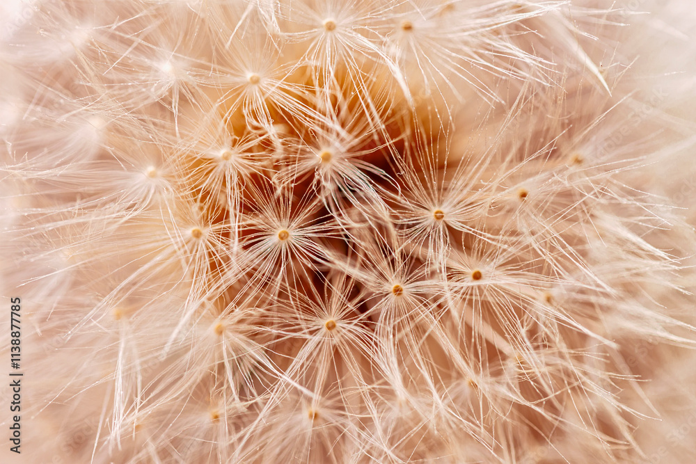 Fototapeta premium Dandelion seed head close-up with seeds and fine fibers close-up. Concept of nature, fragility