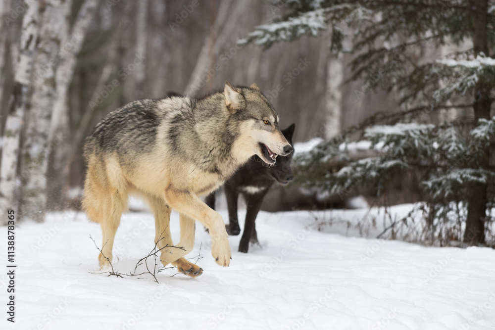 Grey Wolves (Canis lupus) Run Together From Snowy Woods Winter