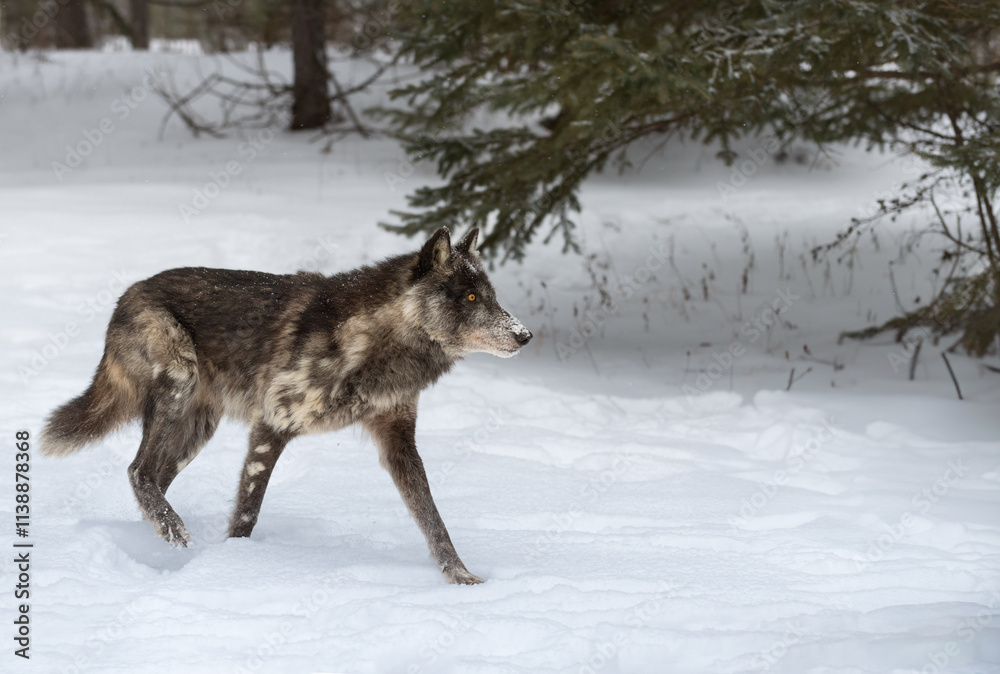 Black Phase Grey Wolf (Canis lupus) Stands in Snow Looking Right Winter