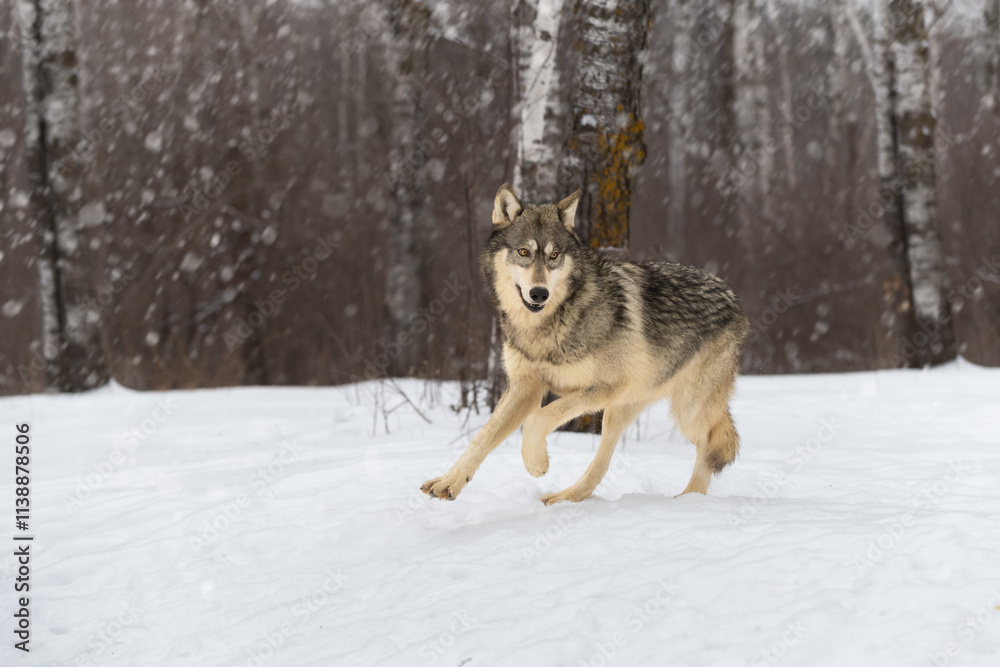 Grey Wolf (Canis lupus) Runs Out of Snowy Woods Looking Right Winter