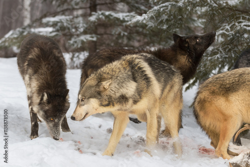 Obraz na płótnie Grey Wolf Pack (Canis lupus) Sniff Air and Ground at White-Tail Deer Carcass Winter w salonie