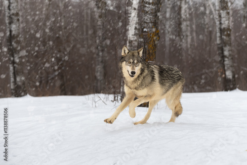 Obraz na płótnie Grey Wolf (Canis lupus) Runs Out of Snowy Woods Looking Right Winter w salonie