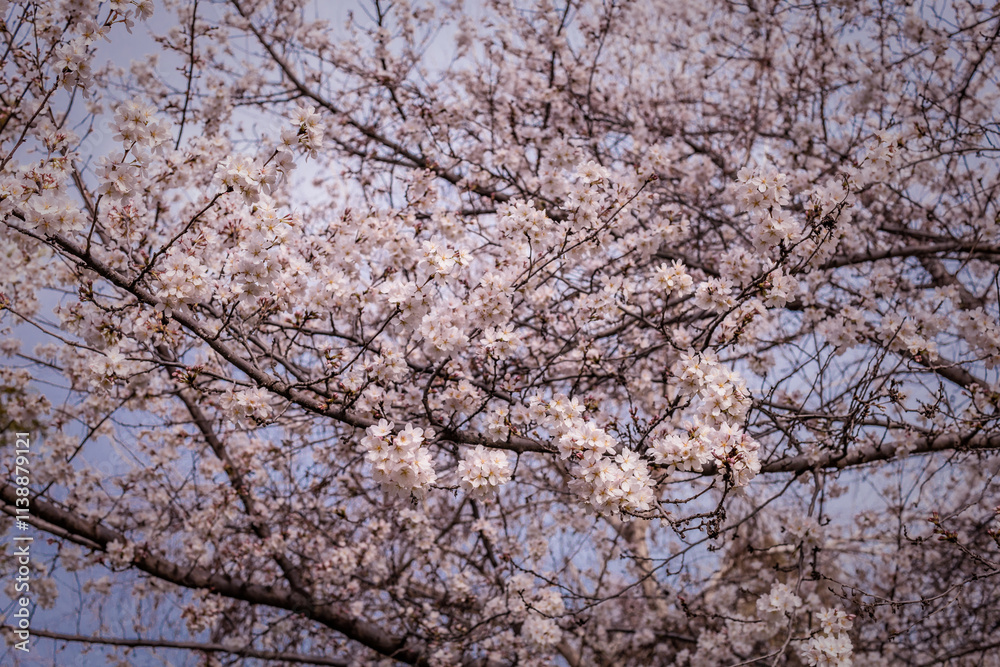 Beautiful spring flowering cherry tree (sakura). Shallow depth of field with a blurry background for a screen saver or website embed Beautiful spring flowering cherry tree (sakura). Shallow depth of field with a blurry background for a screen saver or website embed