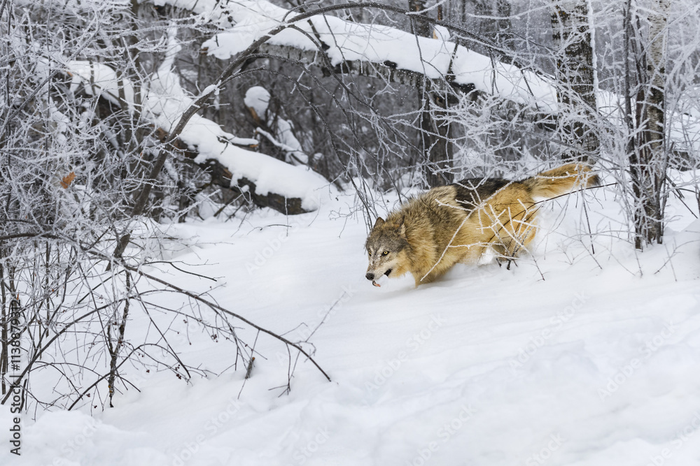 Grey Wolf (Canis lupus) Moves Through Frosty Forest With Snowball in Mouth Winter