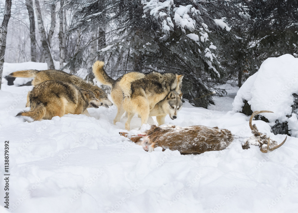 Grey Wolves (Canis lupus) Run and Jump On Each Other at Body of White-Tail Deer Winter