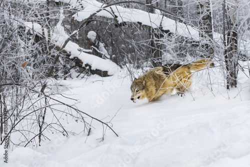 Obraz na płótnie Grey Wolf (Canis lupus) Moves Through Frosty Forest With Snowball in Mouth Winter w salonie