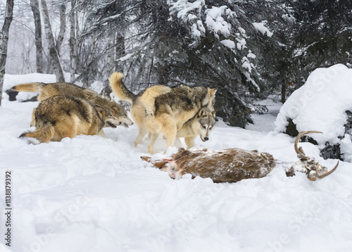 Obraz na płótnie Grey Wolves (Canis lupus) Run and Jump On Each Other at Body of White-Tail Deer Winter w salonie