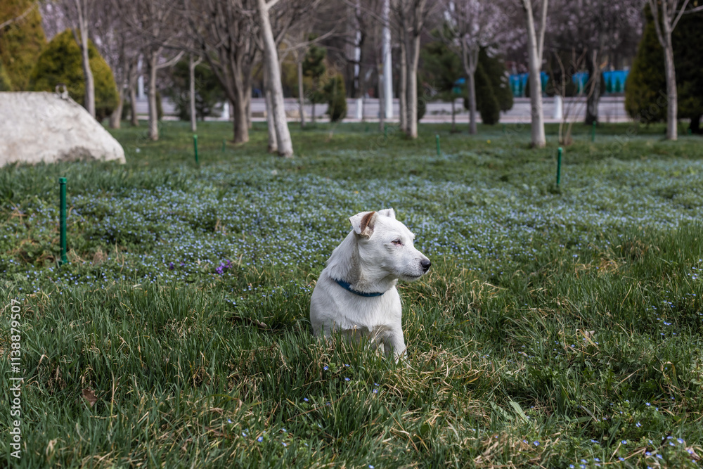 Theme with a purebred dog - photo for various themes with dogs Theme with a purebred dog - photo for various themes with dogs