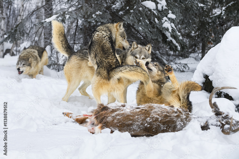 Young Grey Wolves (Canis lupus) Jump On and Submit to Older Wolf at Deer Carcass