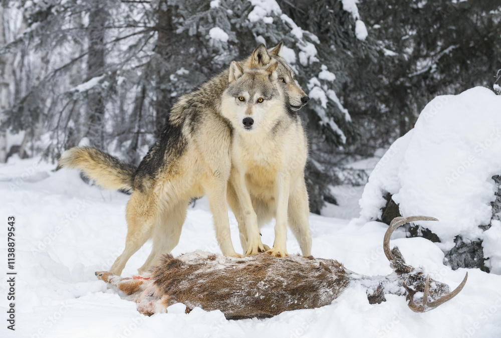 Grey Wolf (Canis lupus) Lays Head Over Packmate While Both Stand on White-Tail Deer Winter