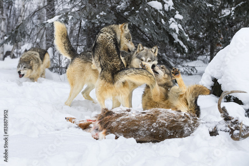 Obraz na płótnie Young Grey Wolves (Canis lupus) Jump On and Submit to Older Wolf at Deer Carcass w salonie