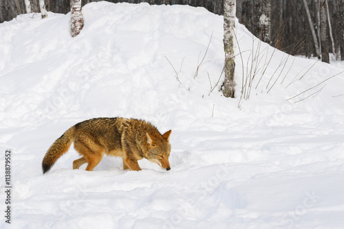 Obraz na płótnie Coyote (Canis latrans) Walks Right Sniffing at Snow Winter w salonie