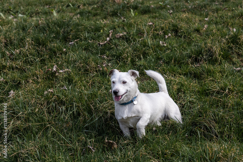 Theme with a purebred dog - photo for various themes with dogs Theme with a purebred dog - photo for various themes with dogs