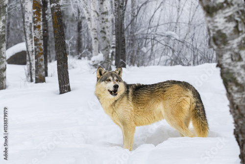 Grey Wolf (Canis lupus) Looks Up in Frosty Winter Forest