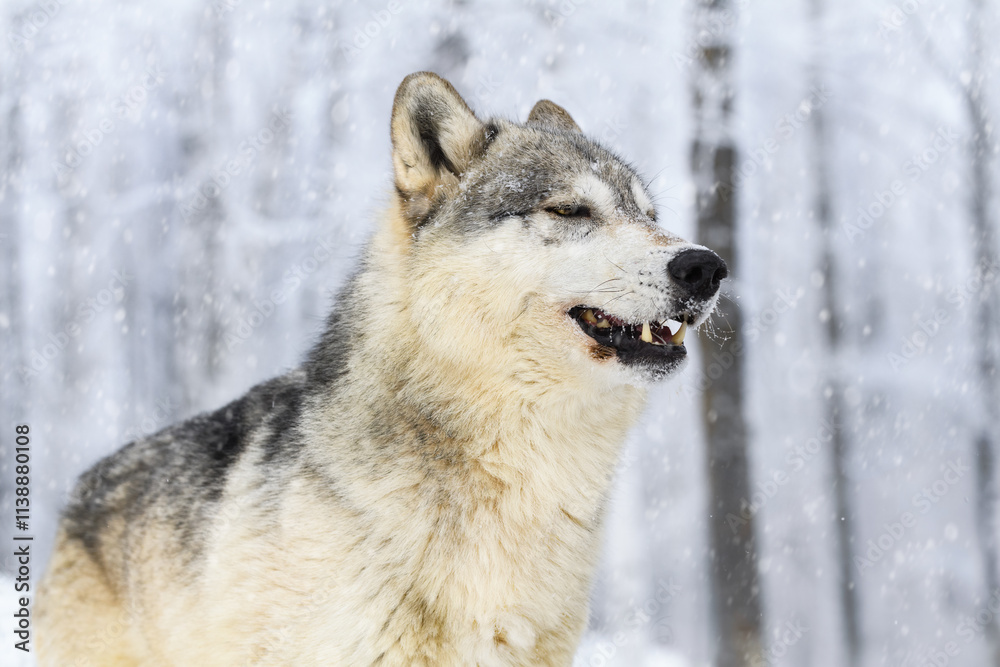 Naklejka premium Grey Wolf (Canis lupus) Lifts Head in Snowy Winter Woods