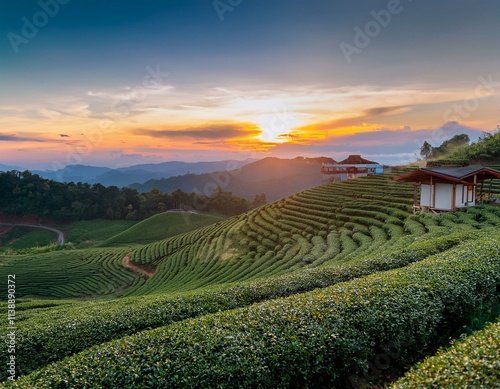 Beautiful landscape view of choui fong tea plantation with sunset at Maejan , tourist attraction at Chiangrai province in thailand photo