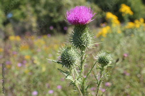 A sample of Bull Thistle (Cirsium Vulgare) in the Aster family, growing in Ontario Canada. -Captured by MIROFOSS photo