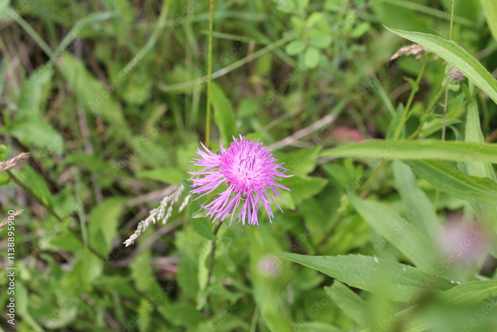A sample of Greater Knapweed (Centaurea Scabiosa) in the Aster family, growing in Ontario Canada. -Captured by MIROFOSS A sample of Greater Knapweed (Centaurea Scabiosa) in the Aster family, growing in Ontario Canada. -Captured by MIROFOSS