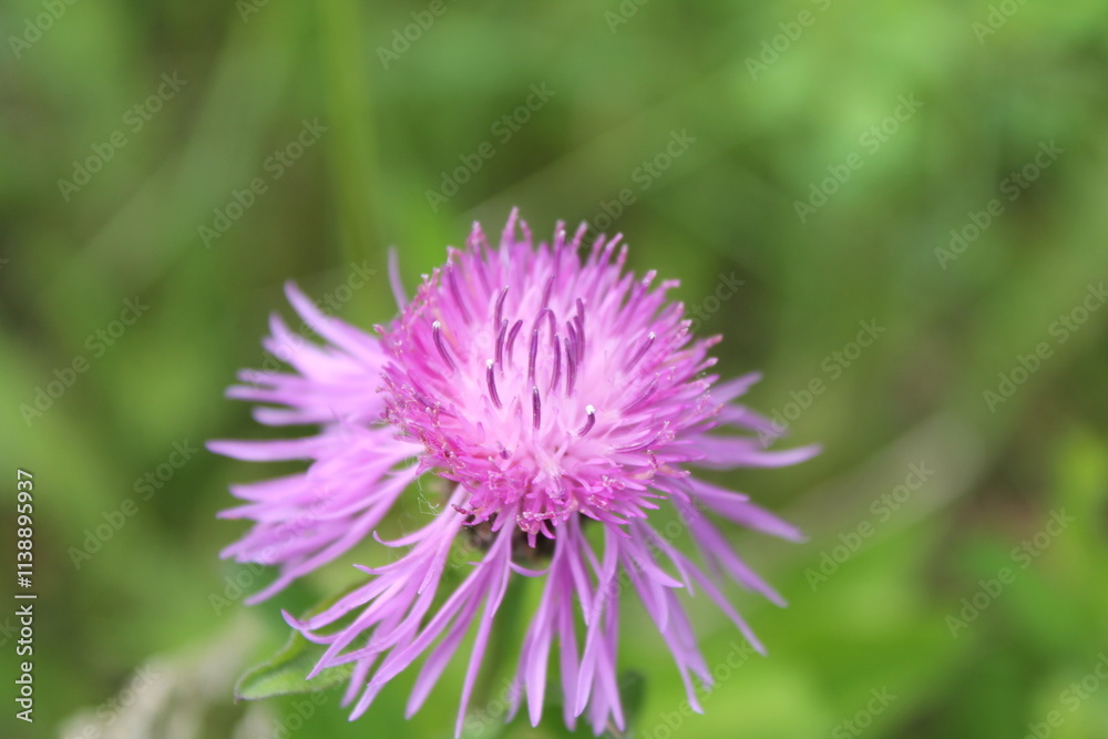 A sample of Greater Knapweed (Centaurea Scabiosa) in the Aster family, growing in Ontario Canada. -Captured by MIROFOSS A sample of Greater Knapweed (Centaurea Scabiosa) in the Aster family, growing in Ontario Canada. -Captured by MIROFOSS