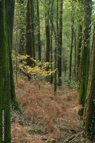 Forest in autumn with leaves in blur from wind movement