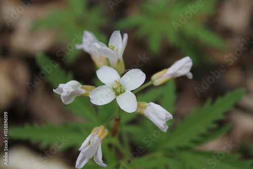 Cut-Leaf Toothwort, specimen image, growing in Ontario Canada, Captured by MIROFOSS. photo