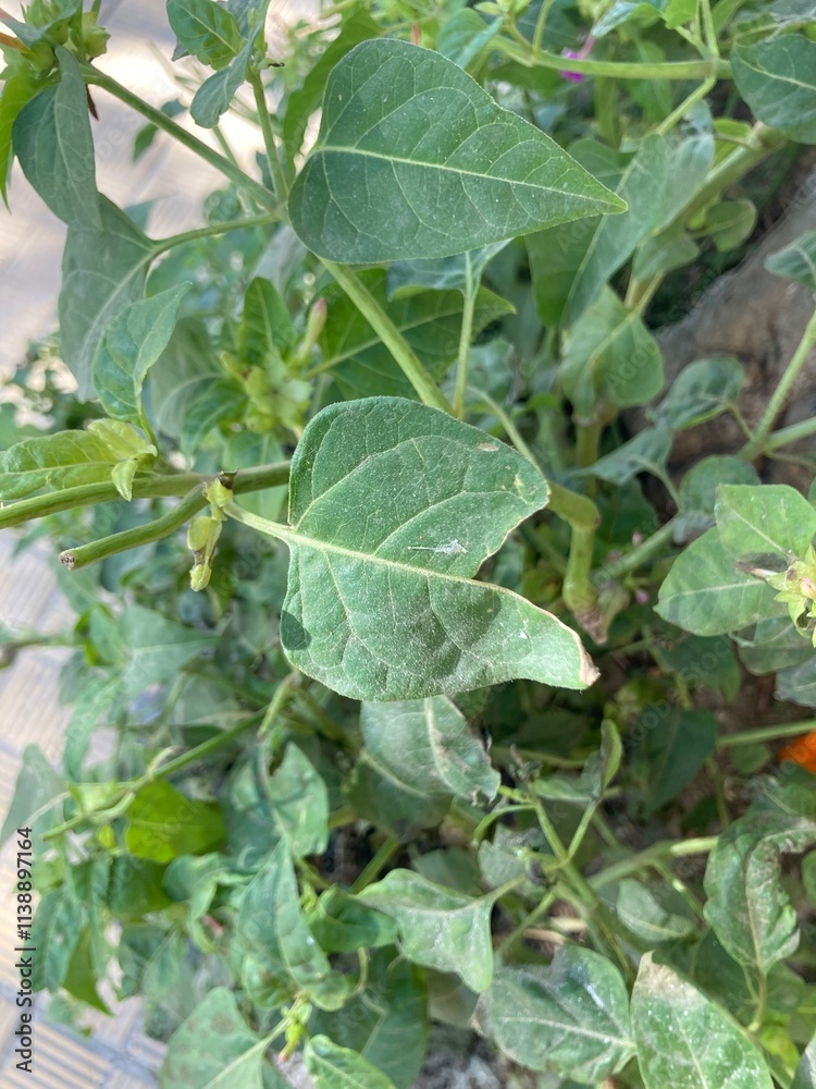 leaves leaves
