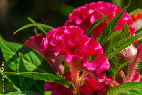 Red plumed cockscomb flower