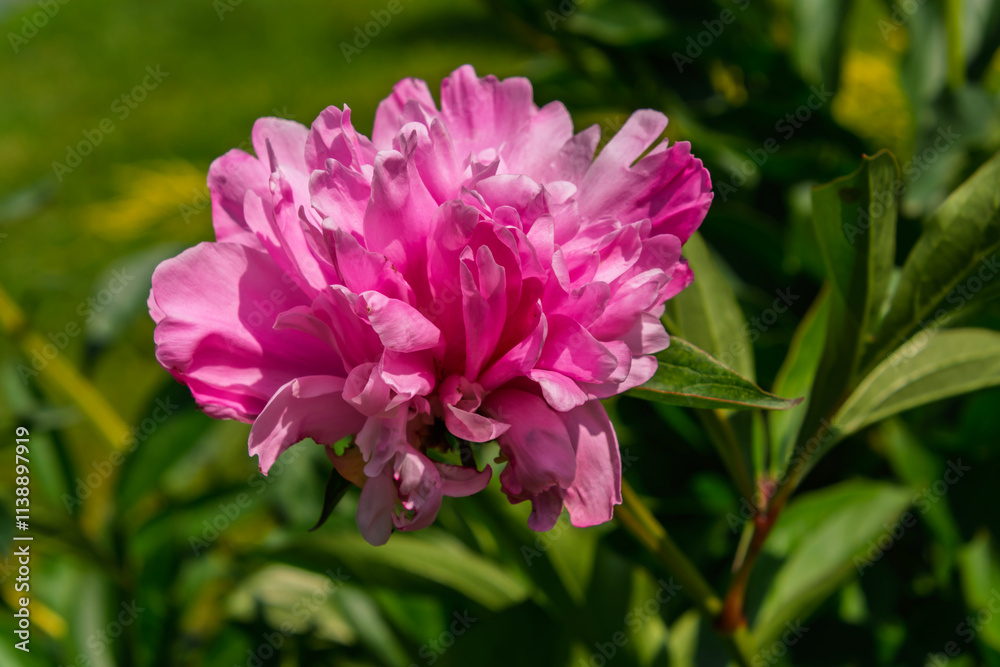 Obraz premium Pink flower of common peony in a garden