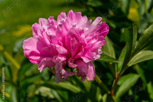 Pink flower of  common peony in a garden