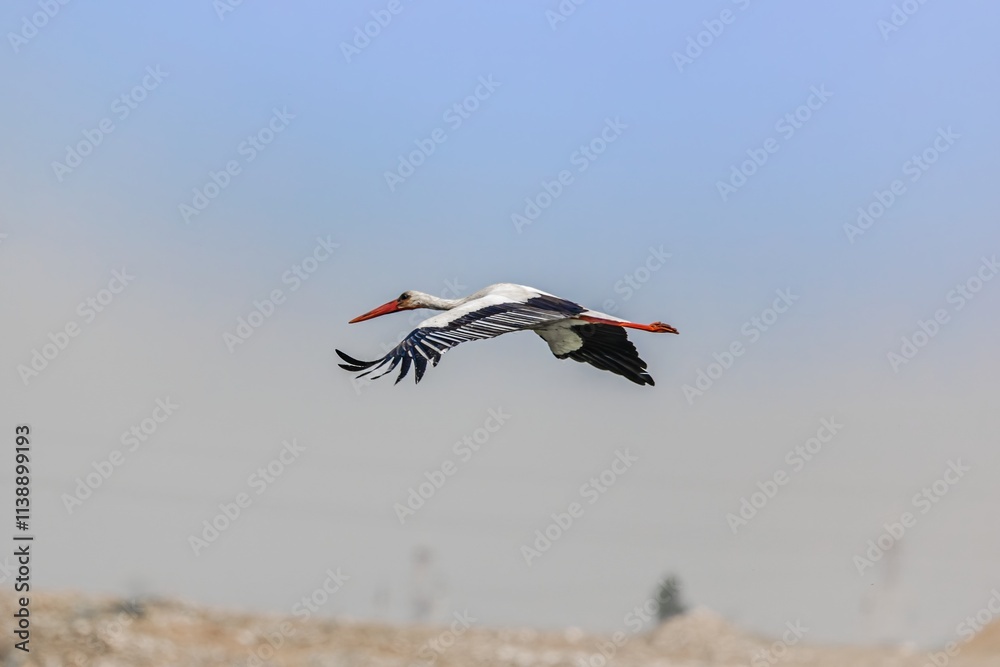 Fototapeta premium White stork bird (Ciconia ciconia) in flight