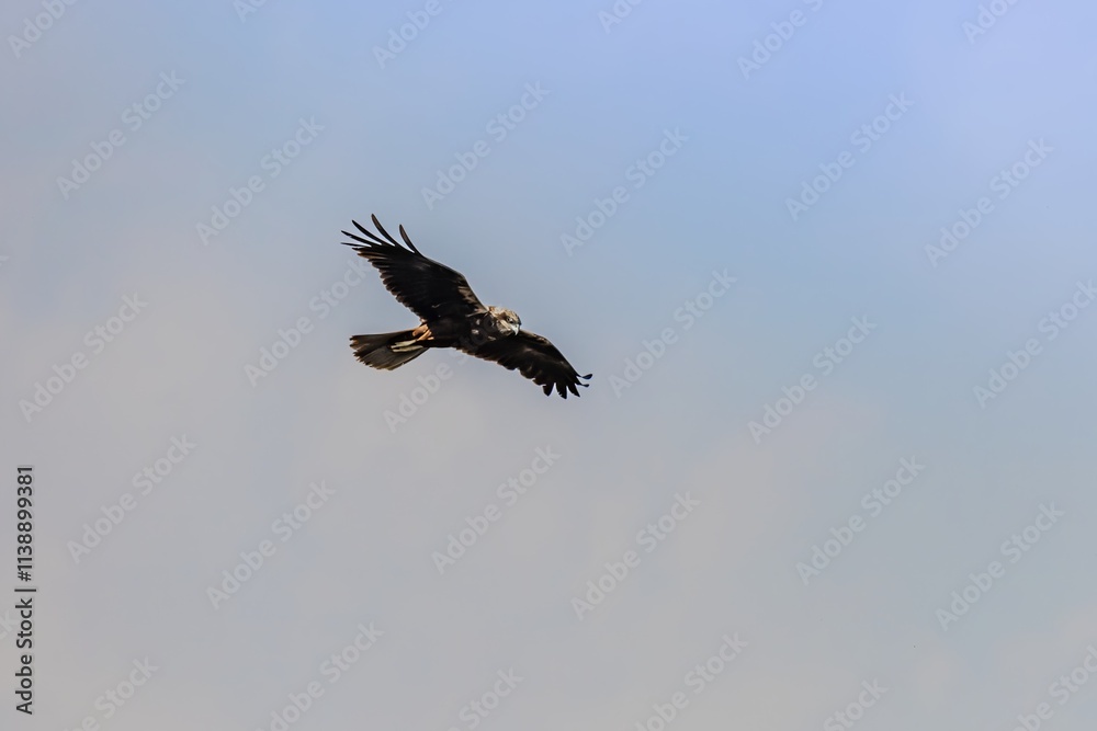 Bird Eastern Marsh Harrier (Circus spilonotus) in the wild Bird Eastern Marsh Harrier (Circus spilonotus) in the wild