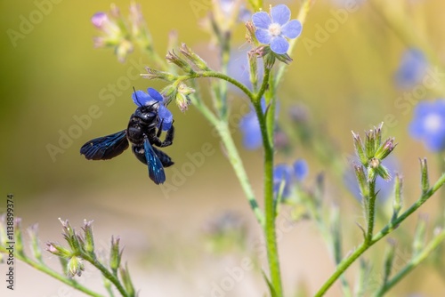 Beetle insect in the wild - Violet carpenter bee (Xylocopa violacea)