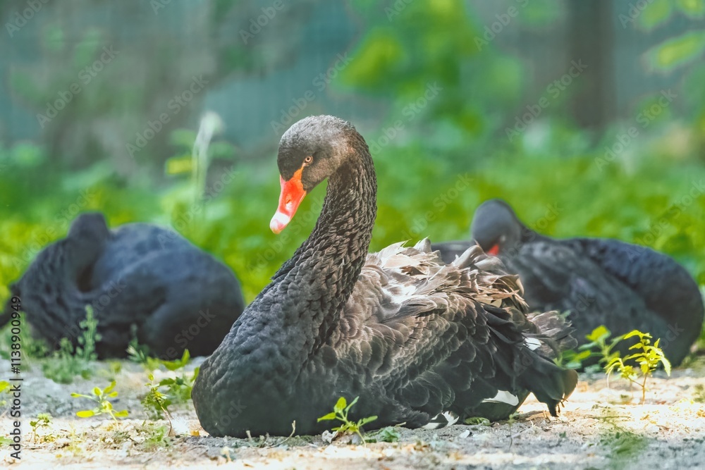 Fototapeta premium Bird - black swan (Cygnus atratus) outdoors