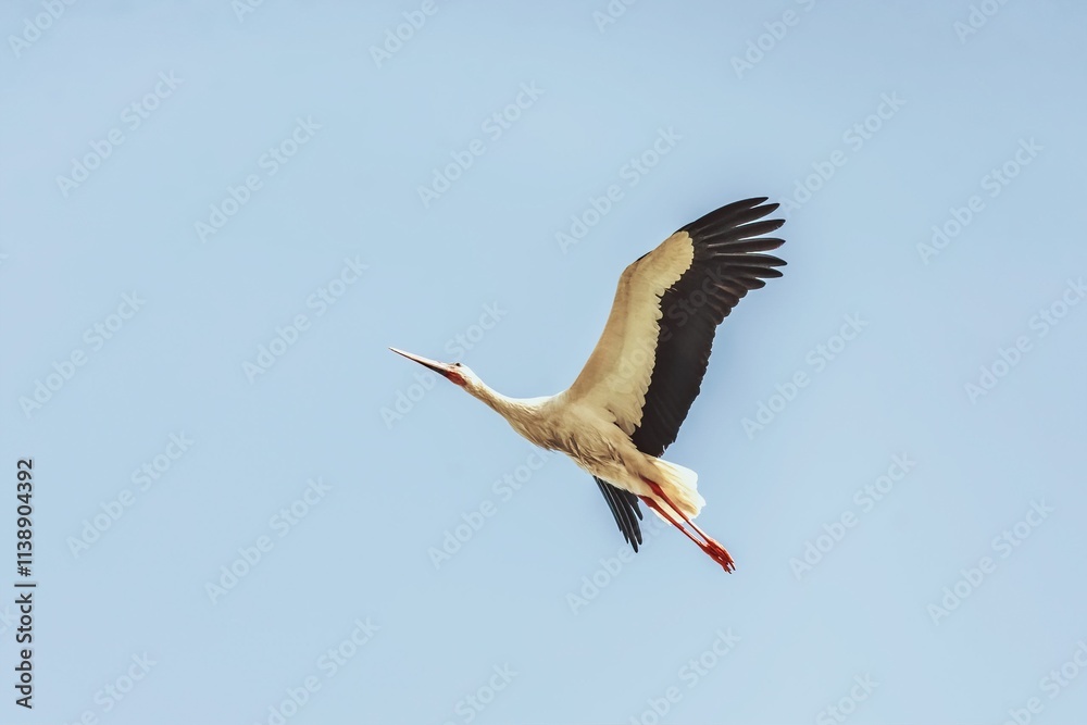 Fototapeta premium White stork bird (Ciconia ciconia) in flight