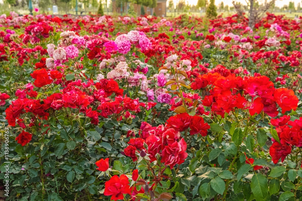 Naklejka premium Beautiful background with a field of rose flowers