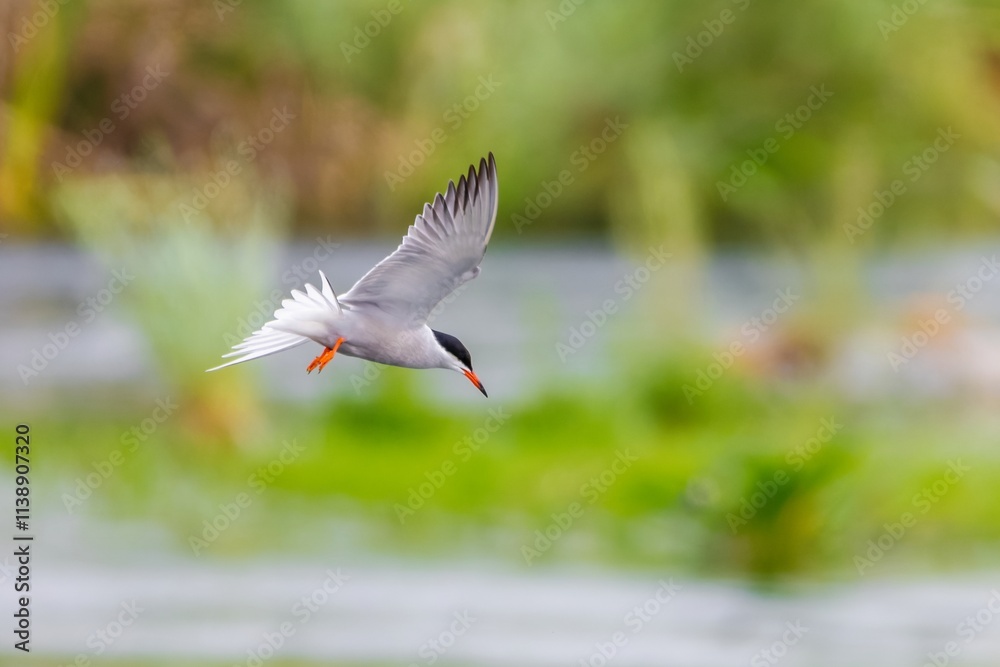 Common tern bird (Sterna hirundo) in the wild Common tern bird (Sterna hirundo) in the wild
