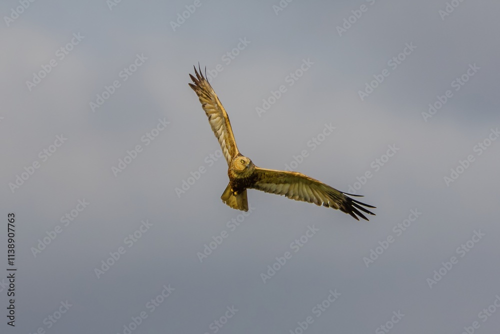Bird Eastern Marsh Harrier (Circus spilonotus) in the wild Bird Eastern Marsh Harrier (Circus spilonotus) in the wild