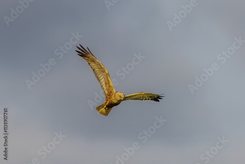 Bild auf Leinwand Bird Eastern Marsh Harrier (Circus spilonotus) in the wild