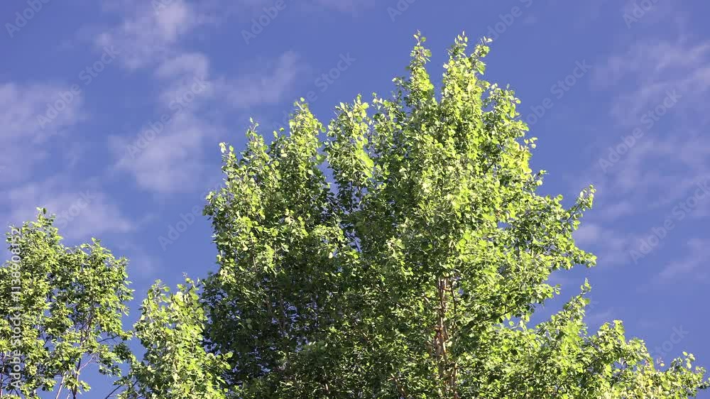 Bright Green Leaves Of Tall Trees Contrast Beautifully With A Serene Blue Sky, Creating A Refreshing And Calm Atmosphere. Perfect Representation Of Nature's Beauty On A Sunny Day. Bright Green Leaves Of Tall Trees Contrast Beautifully With A Serene Blue Sky, Creating A Refreshing And Calm Atmosphere. Perfect Representation Of Nature's Beauty On A Sunny Day.