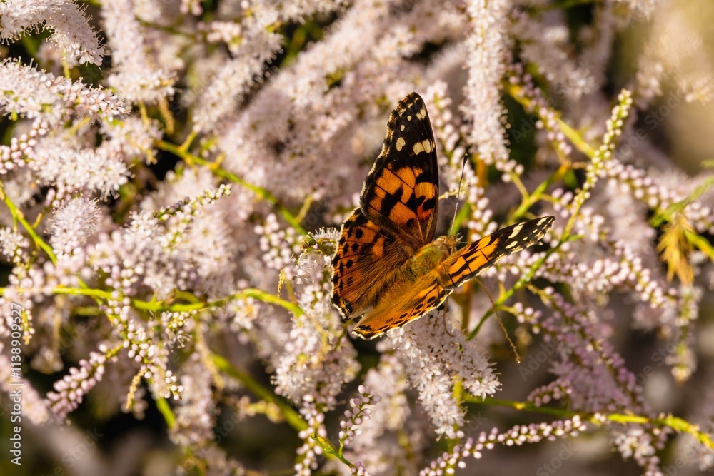 Fototapeta premium Insect butterfly in the wild in the environment of a flowering plant with flowers
