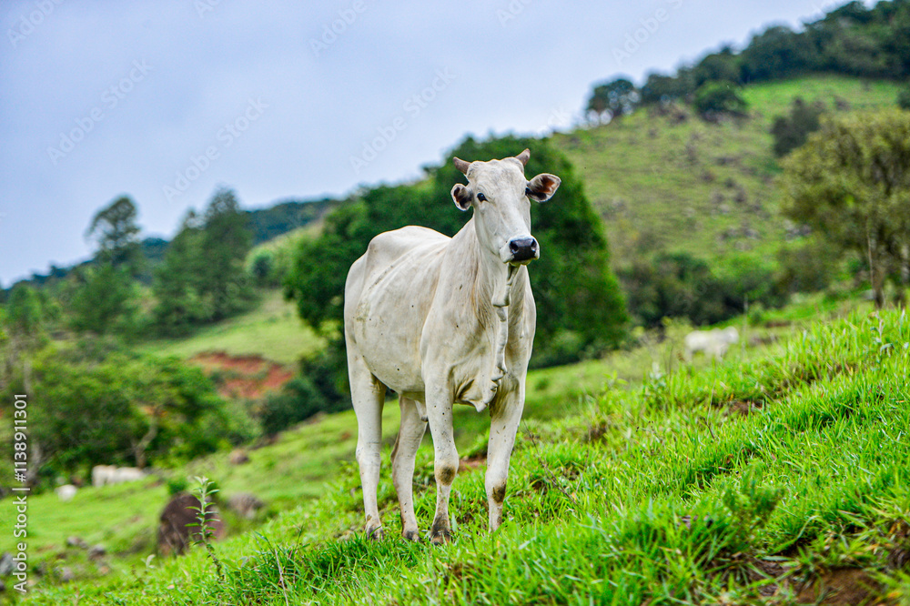 Fototapeta premium Agropecuaria de bovinos 