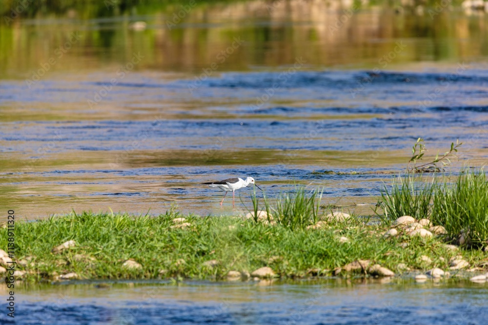 Wild birds wade in the pristine lake, showcasing the beauty of nature and the diversity of wildlife in ornithology Wild birds wade in the pristine lake, showcasing the beauty of nature and the diversity of wildlife in ornithology