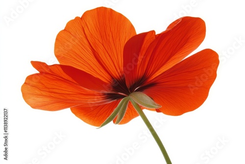 flower background wallpaper